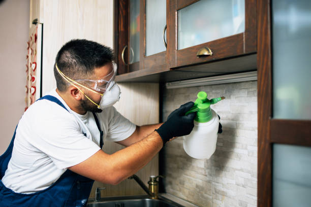 Best Rat Extermination Near Me  in Bolivar, WV