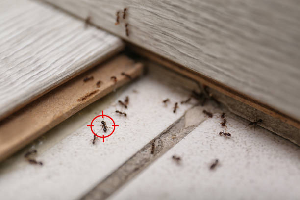 Best Wildlife Control Services  in Bolivar, WV