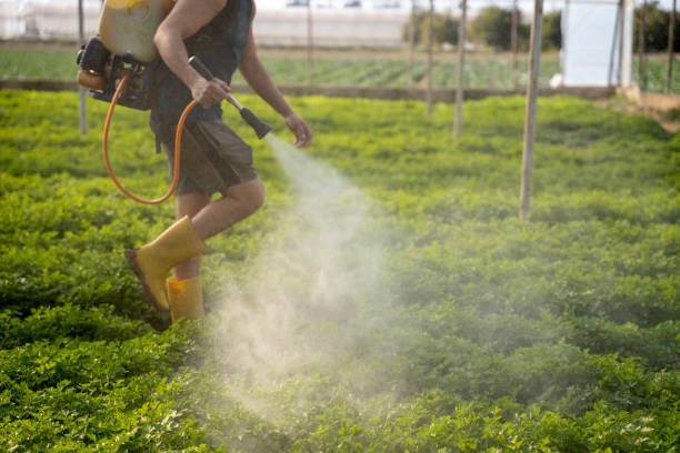 Best Local Pest Control Services  in Bolivar, WV