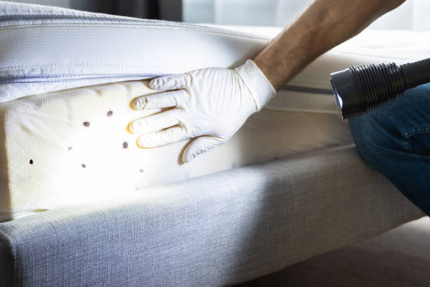 Best Wasp Removal Services  in Bolivar, WV